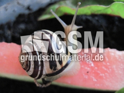 Hain-Bänderschnecke 001.jpg